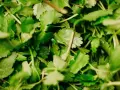 Gęsto ułożona, świeża kolendra, z delikatnymi, ząbkowanymi liśćmi i cienkimi łodyżkami, gotowa do dodania aromatu do potraw.