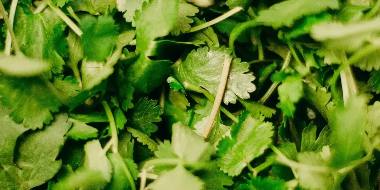 Gęsto ułożona, świeża kolendra, z delikatnymi, ząbkowanymi liśćmi i cienkimi łodyżkami, gotowa do dodania aromatu do potraw.