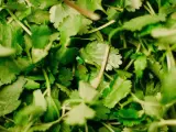 Gęsto ułożona, świeża kolendra, z delikatnymi, ząbkowanymi liśćmi i cienkimi łodyżkami, gotowa do dodania aromatu do potraw.