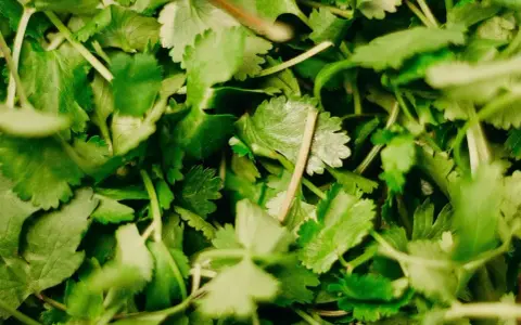 Gęsto ułożona, świeża kolendra, z delikatnymi, ząbkowanymi liśćmi i cienkimi łodyżkami, gotowa do dodania aromatu do potraw.