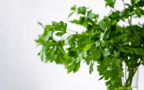 Pęczek świeżej kolendry, aromatycznej przyprawy, w szklanym naczyniu na jasnym tle.