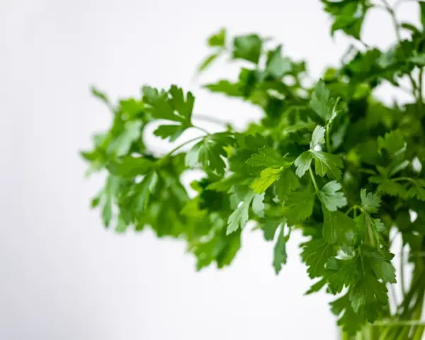 Pęczek świeżej kolendry, aromatycznej przyprawy, w szklanym naczyniu na jasnym tle.