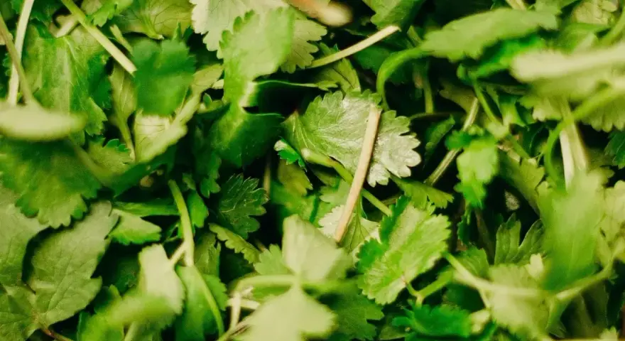 Gęsto ułożona, świeża kolendra, z delikatnymi, ząbkowanymi liśćmi i cienkimi łodyżkami, gotowa do dodania aromatu do potraw.