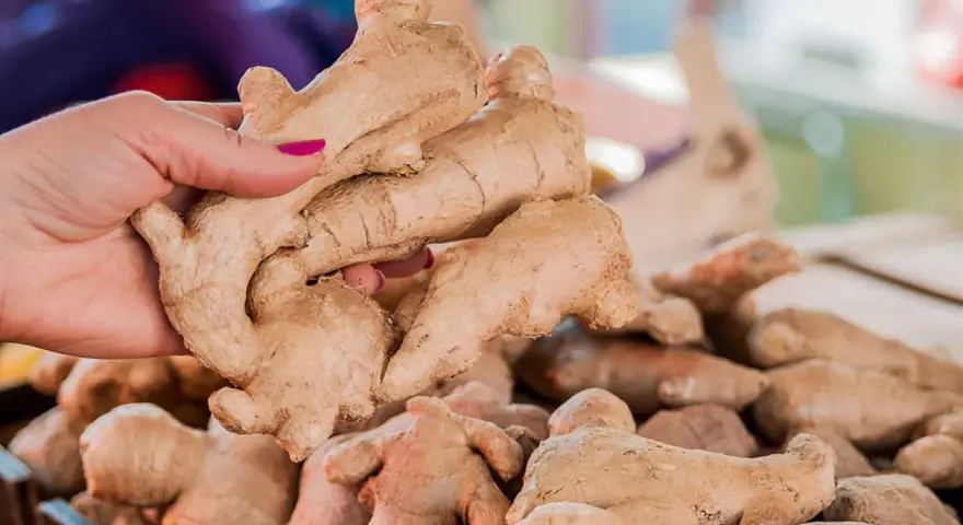 Dłoń wybiera świeży imbir, zastanawiając się, czy imbir można pić codziennie. Na straganie leżą kolejne korzenie.
