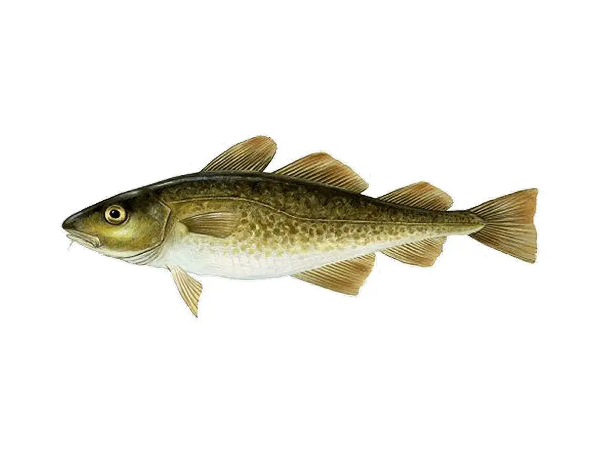 cechy rozpoznawcze dorsza wąsik ubarwienie
