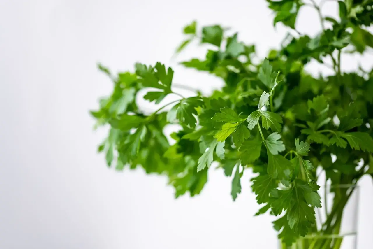 Pęczek świeżej kolendry, aromatycznej przyprawy, w szklance na jasnym tle.