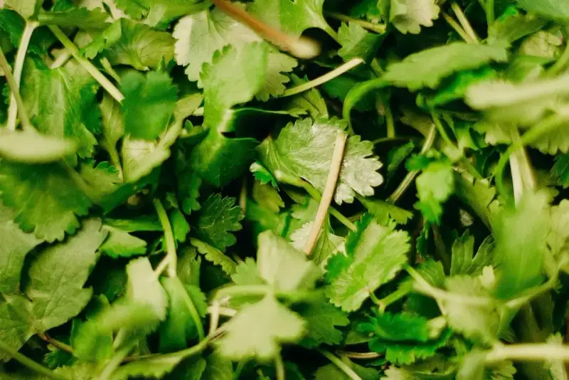 Gęsto ułożona, świeża kolendra, z delikatnymi, ząbkowanymi liśćmi i cienkimi łodyżkami, gotowa do dodania aromatu do potraw.